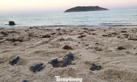 Vượt ngàn cây số đưa rùa về đảo Cù Lao Chàm