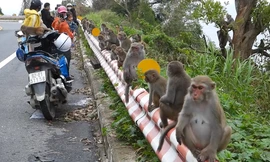 Khỉ Sơn Trà kéo nhau ào xuống đường giành giật thức ăn
