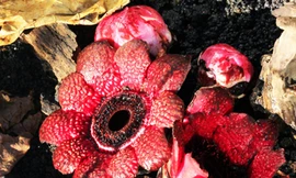 Hoa lạ trong rừng nguyên sinh Đà Lạt