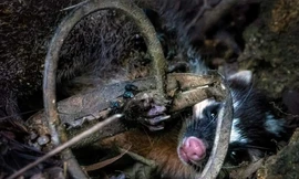 Suýt dính gần 20 chiếc bẫy thú trên núi Sơn Trà chỉ trong một buổi sáng