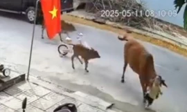 Bò thả rông húc văng cháu bé, chính quyền sở tại nói gì?