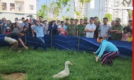 Cười nắc nẻ với trò 'bịt mắt bắt vịt' ở thành phố du lịch