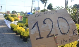 Cúc nở quá sớm, chủ vườn khóc ròng bán tháo trước Tết