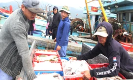 Tạm dừng hoạt động cảng cá lớn nhất miền Trung do liên quan 19 ca dương tính