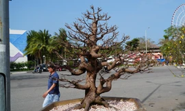 Mai 'im re' không nở, gió lạnh đang về khiến nhà vườn đứng ngồi không yên