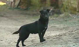 Chó cứu sống bé 3 tuổi