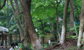 Phấp phỏng vì sưa