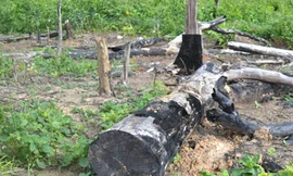 Có rừng của gia đình giám đốc lâm trường