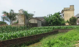 ‘Cò đất’ nhà quê vỡ mộng