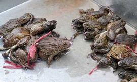 Ảnh minh họa: Internet