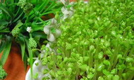 Ảnh minh hoạ: Internet