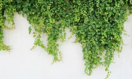 Ảnh minh hoạ: Internet