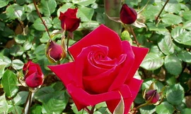 Ảnh minh hoạ: Internet