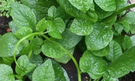 Ảnh minh hoạ: Internet