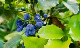 Ảnh minh hoạ: Internet