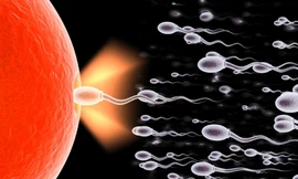 Ảnh minh hoạ: Internet