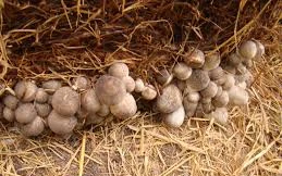 Ảnh minh họa: Internet