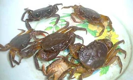 Ảnh minh họa: Internet