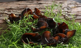 Ảnh minh hoạ: Internet