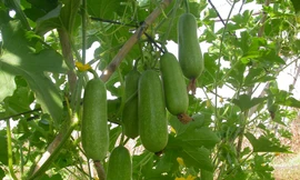 Ảnh minh hoạ: Internet