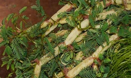 Ảnh minh hoạ: Internet