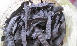 Ảnh minh hoạ: Internet