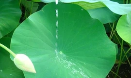 Ảnh minh hoạ: Internet