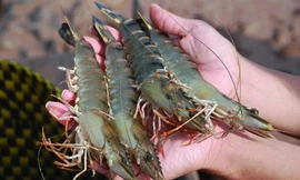 Ảnh minh hoạ: Internet