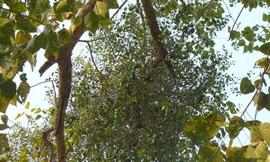 Ảnh minh hoạ: Internet