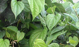 Ảnh minh hoạ: Internet