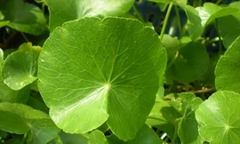 Ảnh minh hoạ: Internet