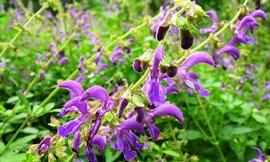 Ảnh minh họa: Internet