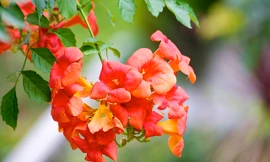 Ảnh minh hoạ: Internet