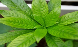 Ảnh minh hoạ: Internet