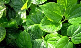 Ảnh minh hoạ: Internet