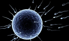 Ảnh minh hoạ: Internet