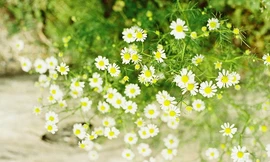 Ảnh minh hoạ: Internet