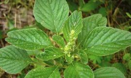 Ảnh minh hoạ: Internet