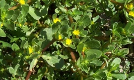 Ảnh minh hoạ: Internet