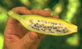 Ảnh minh hoạ: Internet