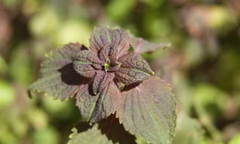 Ảnh minh họa: Internet