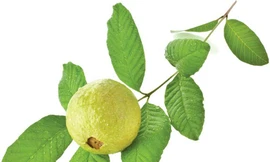 Ảnh minh hoạ: Internet