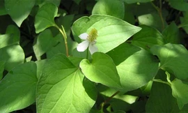 Ảnh minh họa: Internet