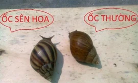 Ảnh minh họa: Internet