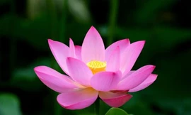 Ảnh minh hoạ: Internet