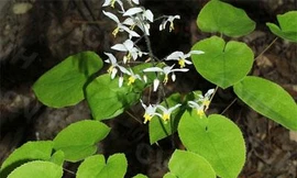 Ảnh minh hoạ: Internet