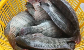 Ảnh minh hoạ: Internet