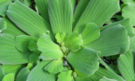 Ảnh minh hoạ: Internet