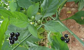 Ảnh minh hoạ: Internet