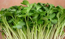 Ảnh minh hoạ: Internet